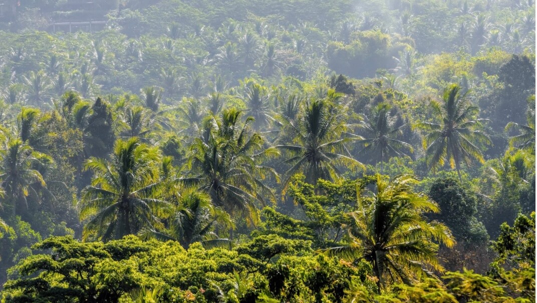 PERAN FUNGSI HUTAN ADAT INDONESIA - IBEKA
